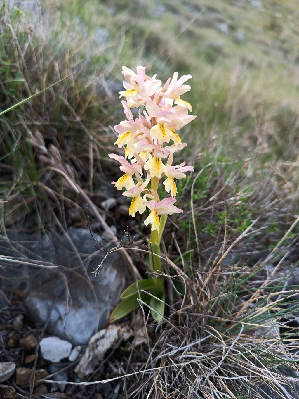 Orchis x colemanii